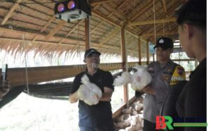 Peternakan Ayam Potong Desa Pangkalan Batang Barat ,Panen 1.200 ekor Raup Omzet Puluhan Juta