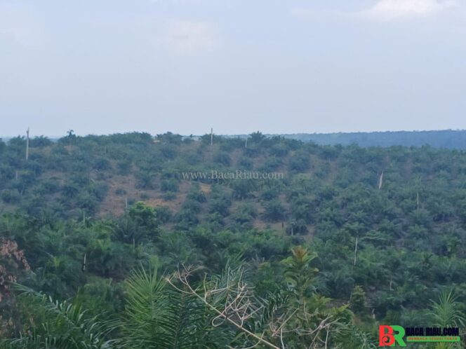
					Masyarakat Lokal Mendukung Penuh Penghutanan Kembali Kawasan TNTN