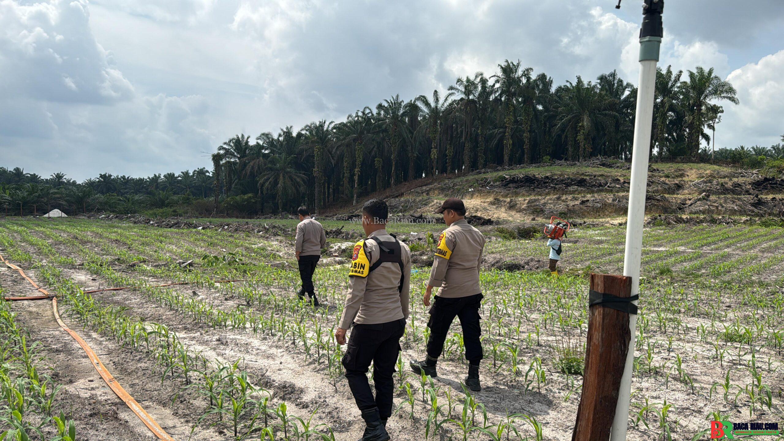 Dukung Program Swasembada Pangan 2025,Polsek Singingi Lakukan Pengecekan Tanaman Jagung di Desa Sungai Sirih