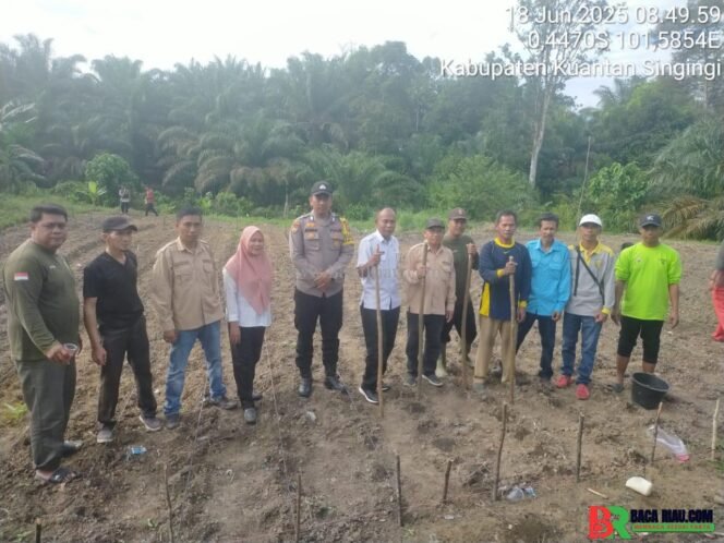 
					Polsek Benai Dukung Swasembada Pangan Nasional 2025, Tanam Jagung Pipil di Sentajo Raya