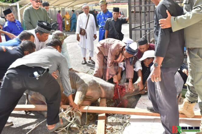 
					Dalam Rangka Penabalan Gelar Adat, LAMR Lakukan Tradisi Potong Kerbau 