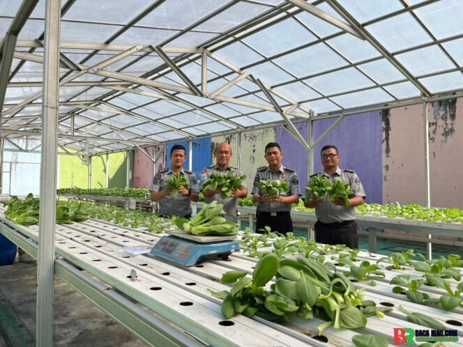 
					Wujudkan Program Ketahanan Pangan, Lapas Pekanbaru Panen Perdana Nanas Madu & Pakcoy Hidroponik