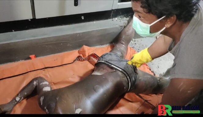 
					Polsek Cerenti Evakuasi Mayat Pria Di Area PT. KIM Desa Pesikaian