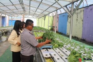 Panen Sayur Kale dan Pakcoy, Bukti Nyata Lapas Pekanbaru Terus Produktif dan Konsisten Dukung Program Ketahanan Pangan