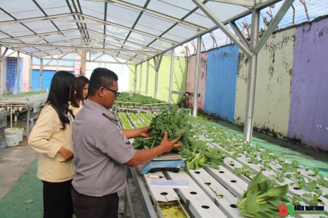 
					Panen Sayur Kale dan Pakcoy, Bukti Nyata Lapas Pekanbaru Terus Produktif dan Konsisten Dukung Program Ketahanan Pangan