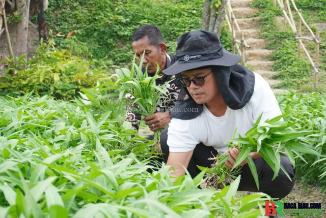 
					Panen Kangkung, Buah Manis dari Pembinaan di Rutan Pekanbaru