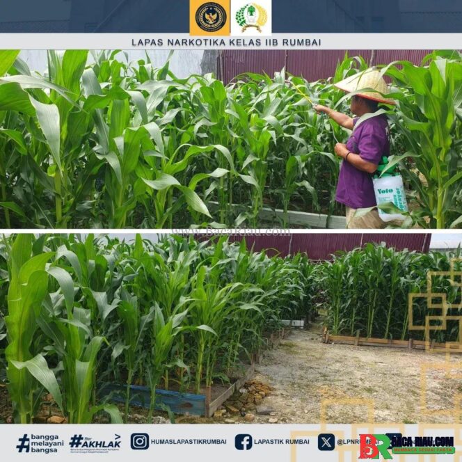 
					Asah Kemampuan Bertani, Warga Binaan Lapas Narkotika Rumbai Rawat Tanaman Jagung 