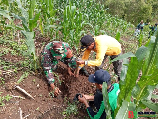 
					Dukung Penghijauan di Wilayah Binaan, Babinsa Desa Bumiayu Laksanakan Penanaman Pohon Bersama