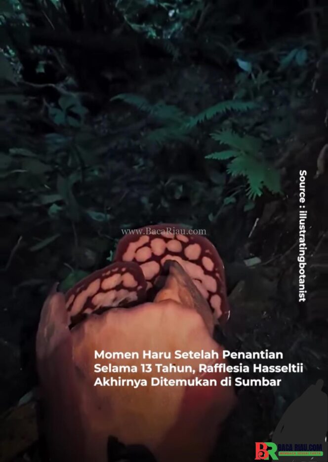 
					Hampir 13 Tahun,Akhirnya Bunga Langka Ini Ditemukan di Sumpur Kudus   