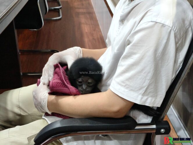 
					Polisi Bongkar Jual Beli Satwa Dilindungi di Riau, Owa Dijual Rp 10 Juta