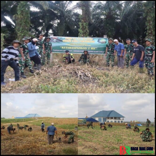 
					Dukung Program Ketahanan Pangan, Satgas TMMD ke-127 Kodim 0301/Pekanbaru Tanam Jagung, Cabai dan Ubi