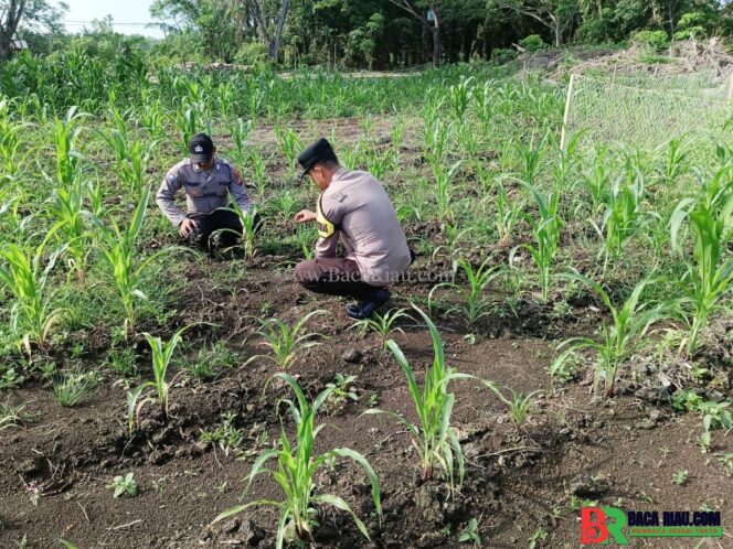 
					Bhabinkamtibmas dan Kanit Binmas Polsek Sungai Apit Cek Ketahanan Pangan Kelompok Tani Sabak Jaya Satu