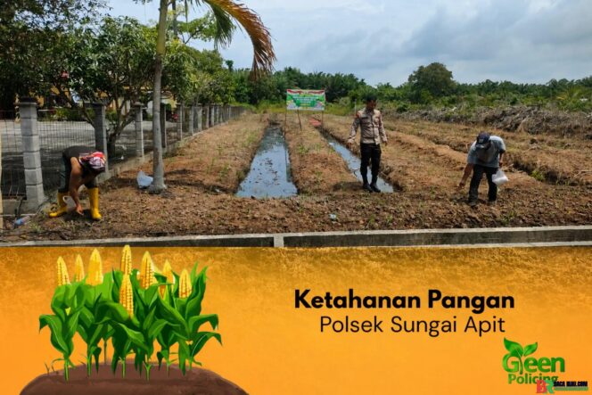 
					Sinergi Polri dan Kelompok Tani di Sungai Apit, Lahan Jagung 1,8 Hektar Dipupuk Demi Panen Maksimal