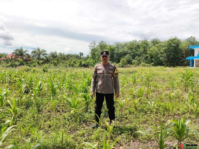 
					Dukung Ketahanan Pangan Nasional, Polsek Sungai Apit Monitoring Tanaman Jagung di Kayu Ara Permai