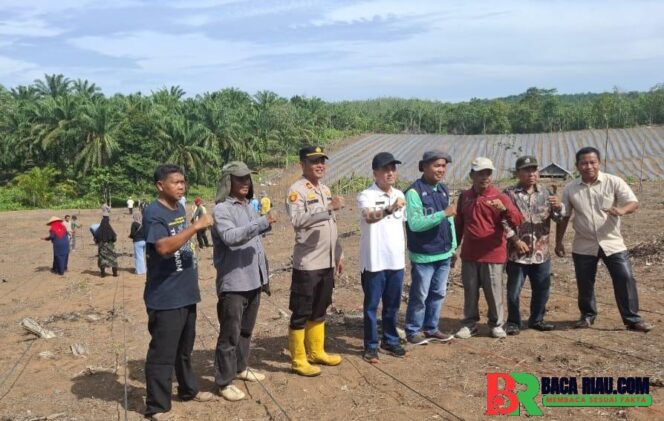 
					Polsek Tambusai Dukung Program Ketahanan Pangan Prabowo, “Tanam Jagung di Desa Talikumain”
