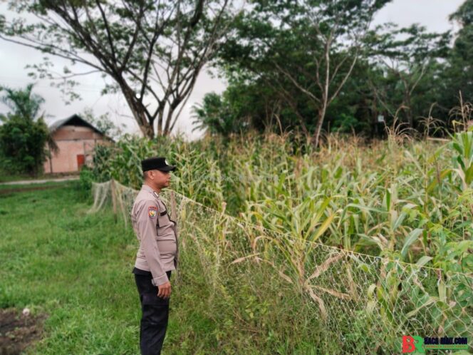 
					Polri Hadir di Tengah Petani, Bhabinkamtibmas Sungai Apit Monitoring Tanaman Jagung Warga