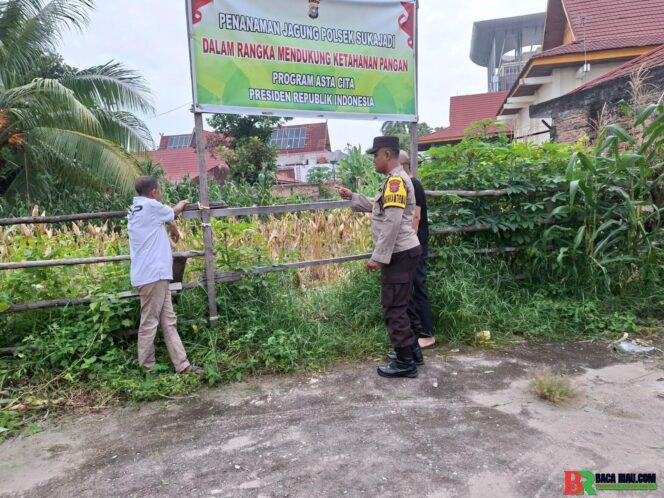 
					Polsek Sukajadi Turun Langsung Rawat Jagung Pipil, Bukti Nyata Polri Hadir Jaga Ketahanan Pangan Nasional