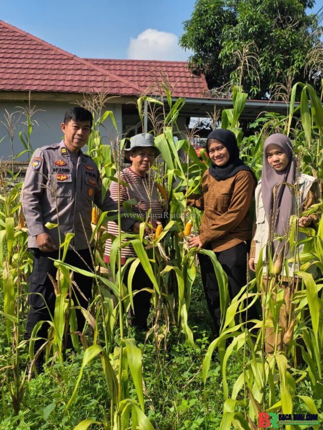 
					Polsek Limapuluh Dukung Program Ketahanan Pangan, Unit Binmas Kontrol Lahan Jagung KWT Rintis