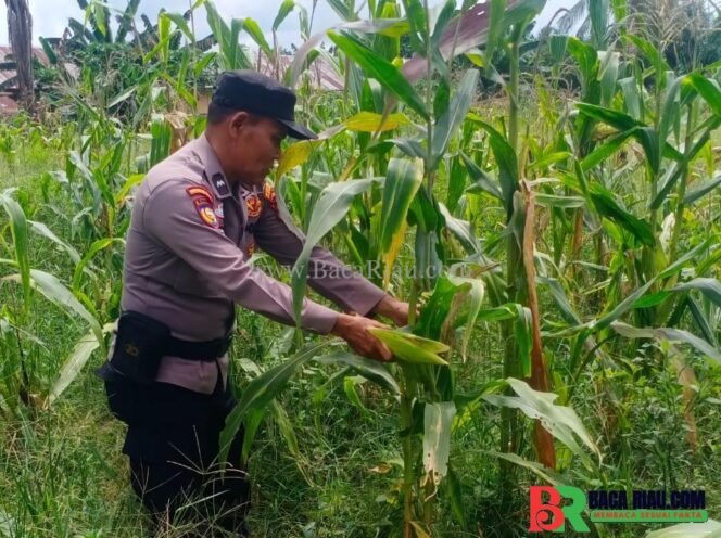 
					Polsek Batu Hampar Cek Tanaman Jagung Kwartal I, Dukung Ketahanan Pangan Asta Cita Presiden