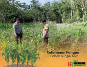 Wujud Dukungan Ketahanan Pangan, Polsek Sungai Apit Cek Langsung Pertumbuhan Jagung Petani, Ini Kata Petani?