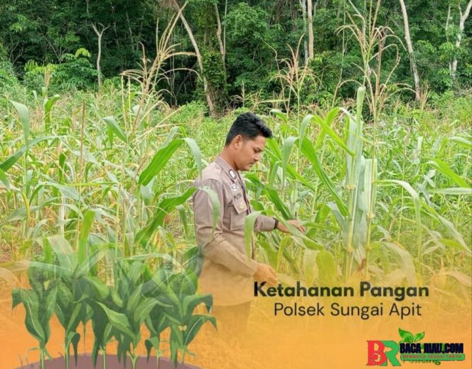 
					Polri Hadir di Tengah Petani, Polsek Sungai Apit Cek Lahan Jagung Warga