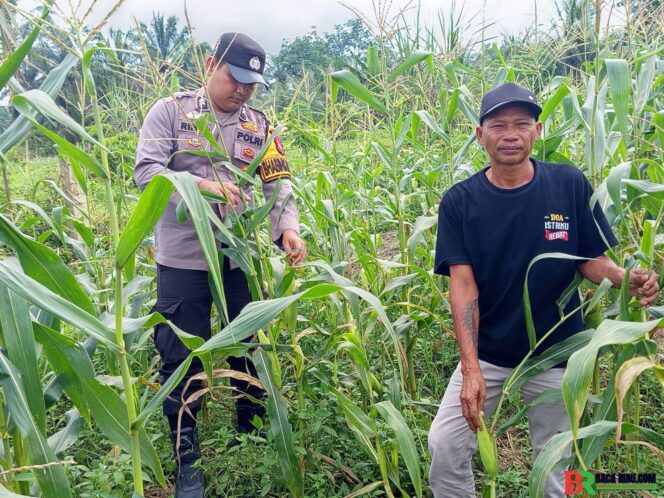 
					Polsek Tambusai Cinta Petani, Dampingi Petani Jagung Dukung Swasembada Pangan Nasional