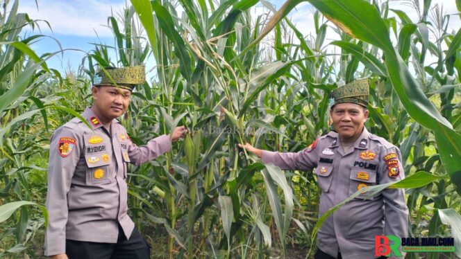 
					Kapolsek Batu Hampar IPTU Romi Yendri Cek Tanaman Jagung Kwartal I, Dukung Program Ketahanan Pangan Nasional