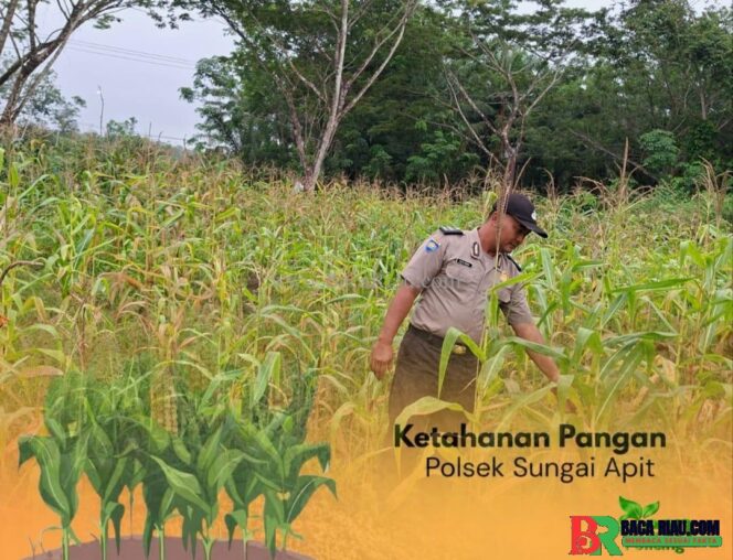 
					Polri Hadir untuk Petani, Bhabinkamtibmas Sungai Apit Pantau Pertumbuhan Jagung Warga