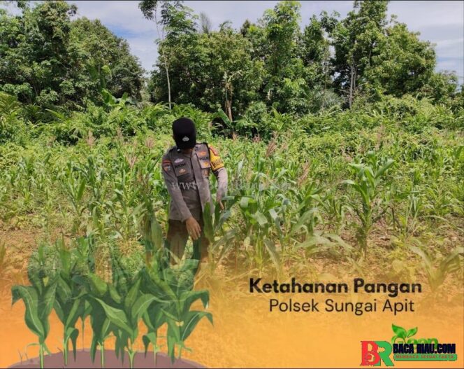 
					Polri dan Petani Bersinergi, Pertumbuhan Jagung di Kayu Ara Permai Dipantau Intensif