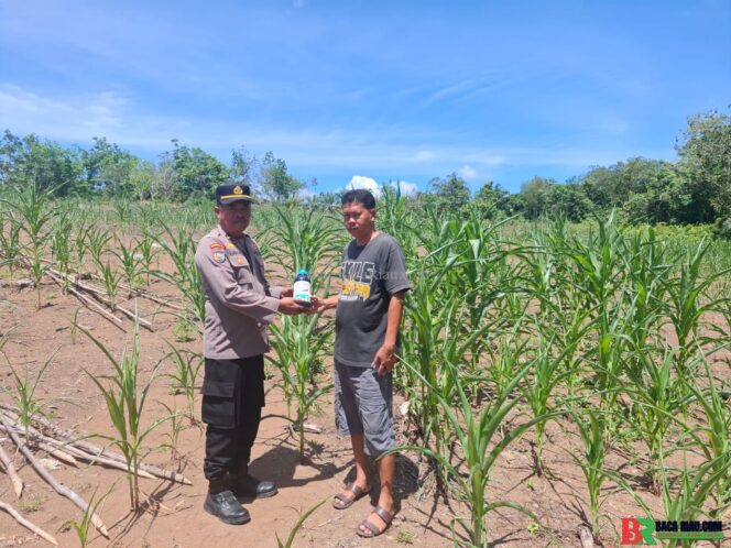
					POLSEK TAMBUSAI CINTA PETANI, SALURKAN BANTUAN RACUN HAMA UNTUK DUKUNG KETAHANAN PANGAN NASIONAL