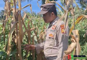 Bentuk Komitmen Mendukung Ketahanan Pangan Nasional, Polsek Batu Hampar Cek Tanaman Jagung Kwartal I di PT Sindora Seraya