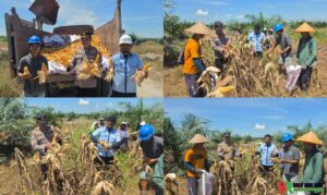 WUJUDKAN KETAHANAN PANGAN KELOMPOK TANI PT. PSA DAN POLSEK TAMBUSAI LAKUKAN PANEN JAGUNG