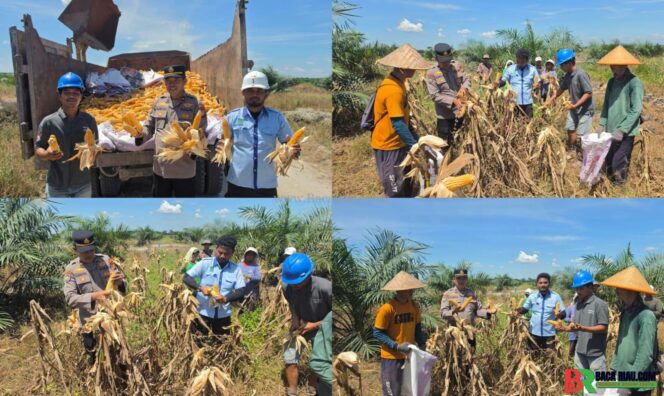 
					WUJUDKAN KETAHANAN PANGAN KELOMPOK TANI PT. PSA DAN POLSEK TAMBUSAI LAKUKAN PANEN JAGUNG