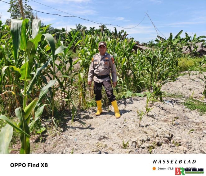 
					Polri Hadir untuk Petani, Ps. Kasium Polsek Panipahan Cek Hasil Panen Jagung Pipil Warga