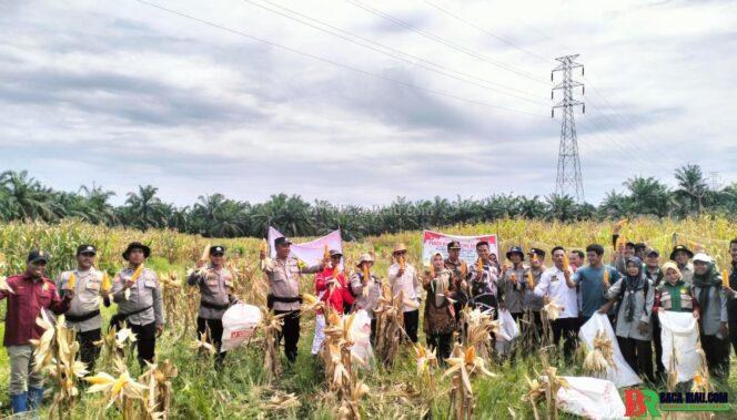 
					Polsek Batu Hampar dan Bumkep Sialang Bersama Panen Raya Jagung Dukung Program Asta Cita Presiden