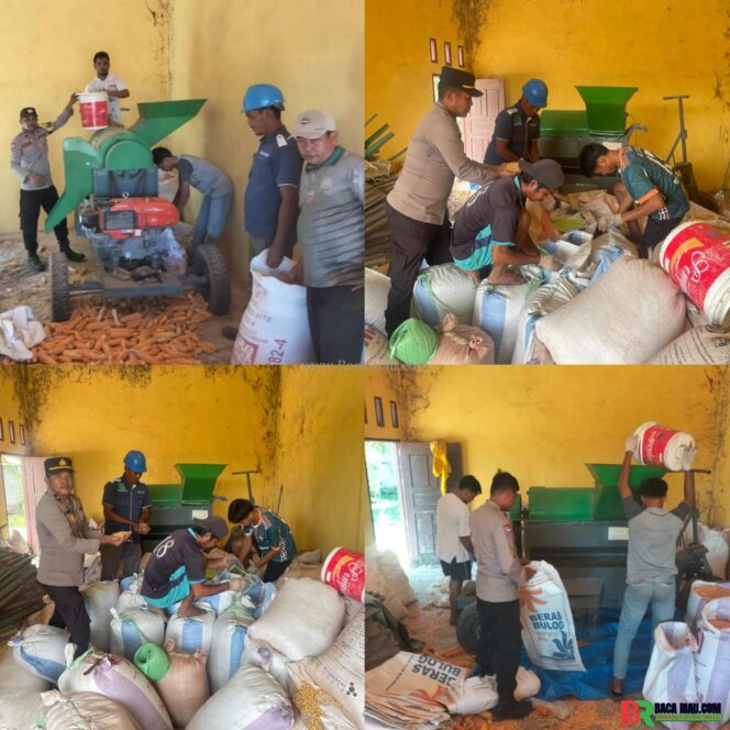 
					Polsek Tambusai Dampingi Pemipilan Jagung PT. PSA, Wujud Dukungan Polri terhadap Ketahanan Pangan