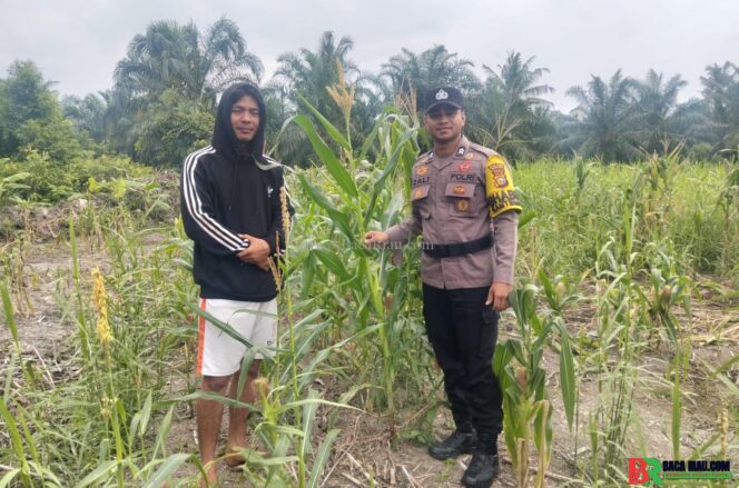 
					Polsek Batu Hampar Cek Perkembangan Jagung di Desa Kepenghuluan Sungai Sialang Hulu Bentuk Komitmen Dukung Program Ketahanan Pangan Nasional