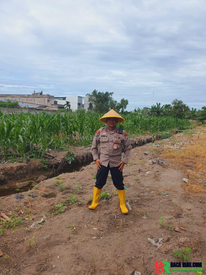
					Dukung Ketahanan Pangan, Polsek KSKP Polres Dumai Cek Perkembangan Tanaman Jagung 1,1 Hektare