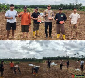 Polsek Tambusai wujudkan ketahanan Pangan dengan Kelompok Tani dalam rangka Penanaman Jagung Kuartal II di Desa Batas, Kec. Tambusai