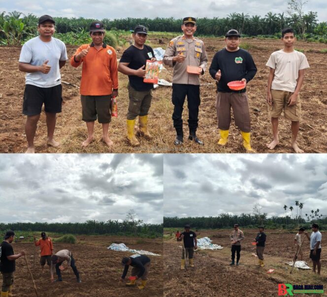 
					Polsek Tambusai wujudkan ketahanan Pangan dengan Kelompok Tani dalam rangka Penanaman Jagung Kuartal II di Desa Batas, Kec. Tambusai