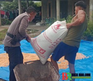 BHABINKAMTIBMAS POLSEK BATU HAMPAR MONITOR PENGERINGAN JAGUNG PIPIL HASIL PANEN PROGRAM KETAHAN PANGAN DI SUNGAI SIALANG