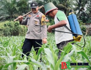 Polsek Lirik Bersama Kelompok Tani Pantau Perkembangan Jagung Binaan