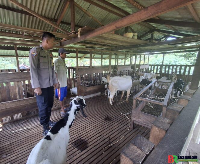 
					Polsek Lirik Cek Peternakan Kambing Binaan di Desa Sukajadi, Dukung Program Ketahanan Pangan