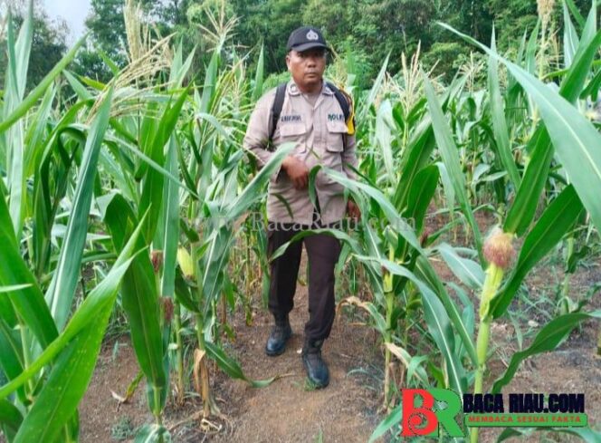 
					Polsek Lirik Cek Pertumbuhan Jagung Binaan di Lahan PT Pertamina, Dukung Ketahanan Pangan Nasional